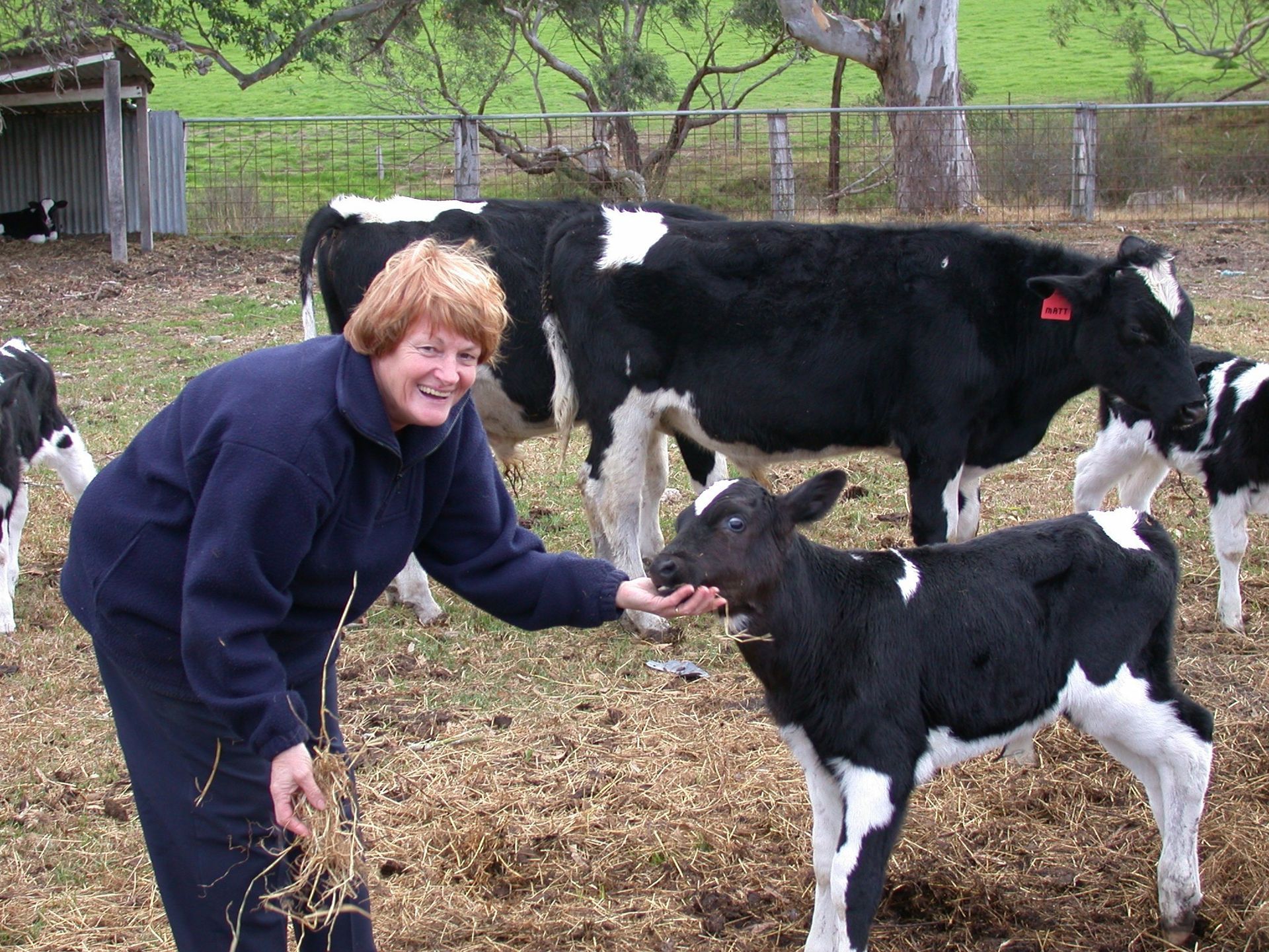 Person feeding a black-and-white calf in a farmyard, with cows in the background