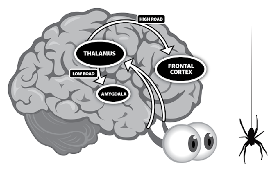 Diagram of brain pathways reacting to a spider. Signals go from eyes to thalamus, then to amygdala and frontal cortex.