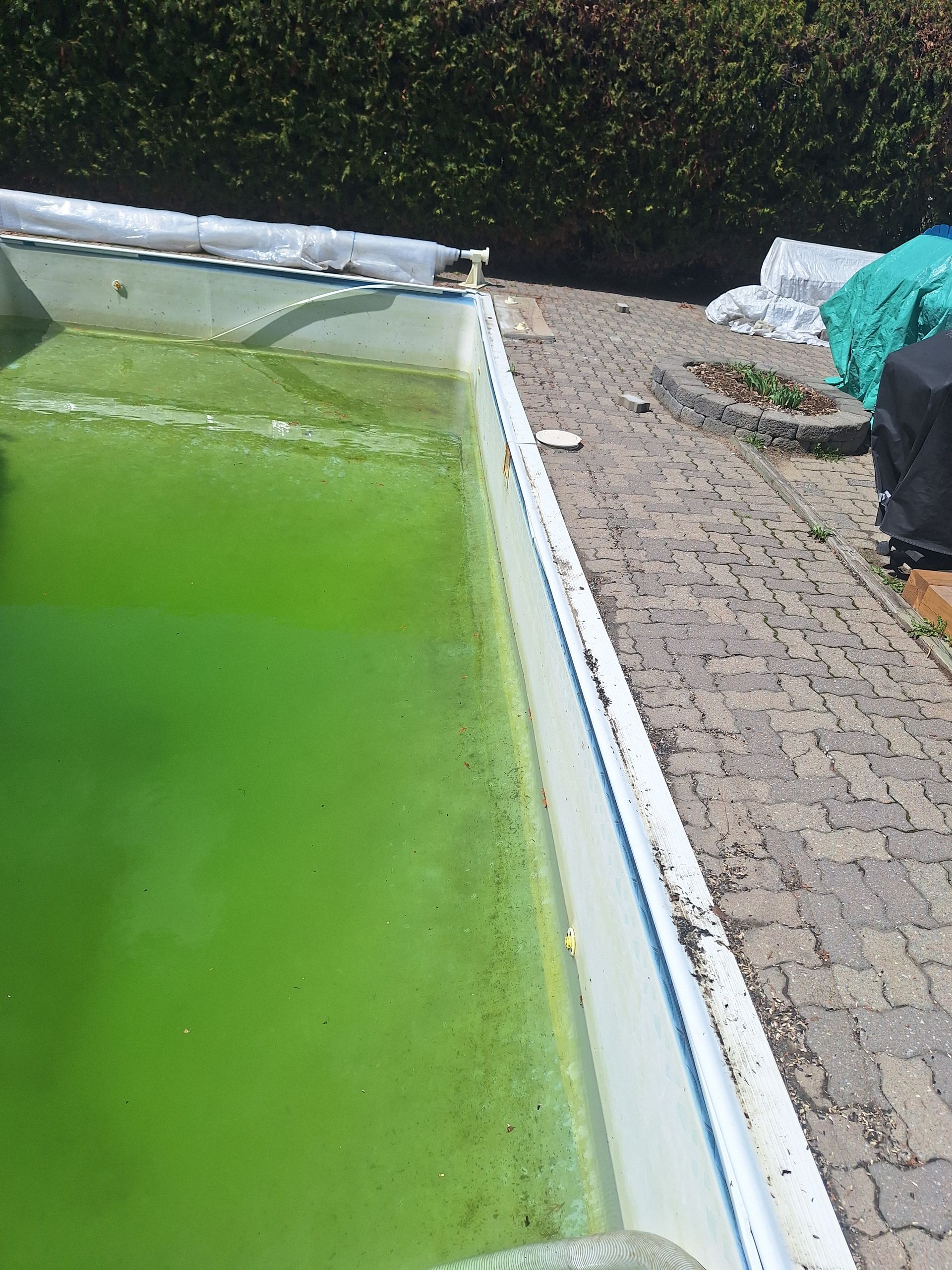 Une piscine extérieure remplie d'eau vert trouble, située à côté d'une terrasse pavée et d'une haie de jardin.