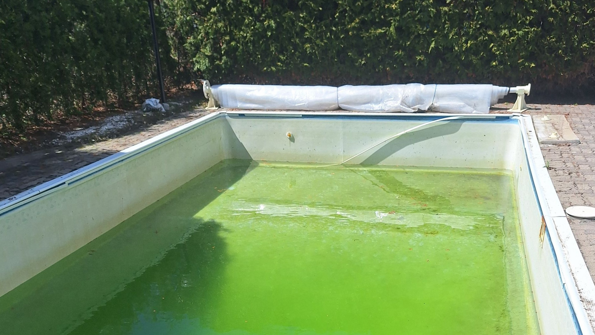 Une piscine extérieure rectangulaire remplie d'eau trouble aux reflets verdâtres, située dans un jardin près d'une haie.