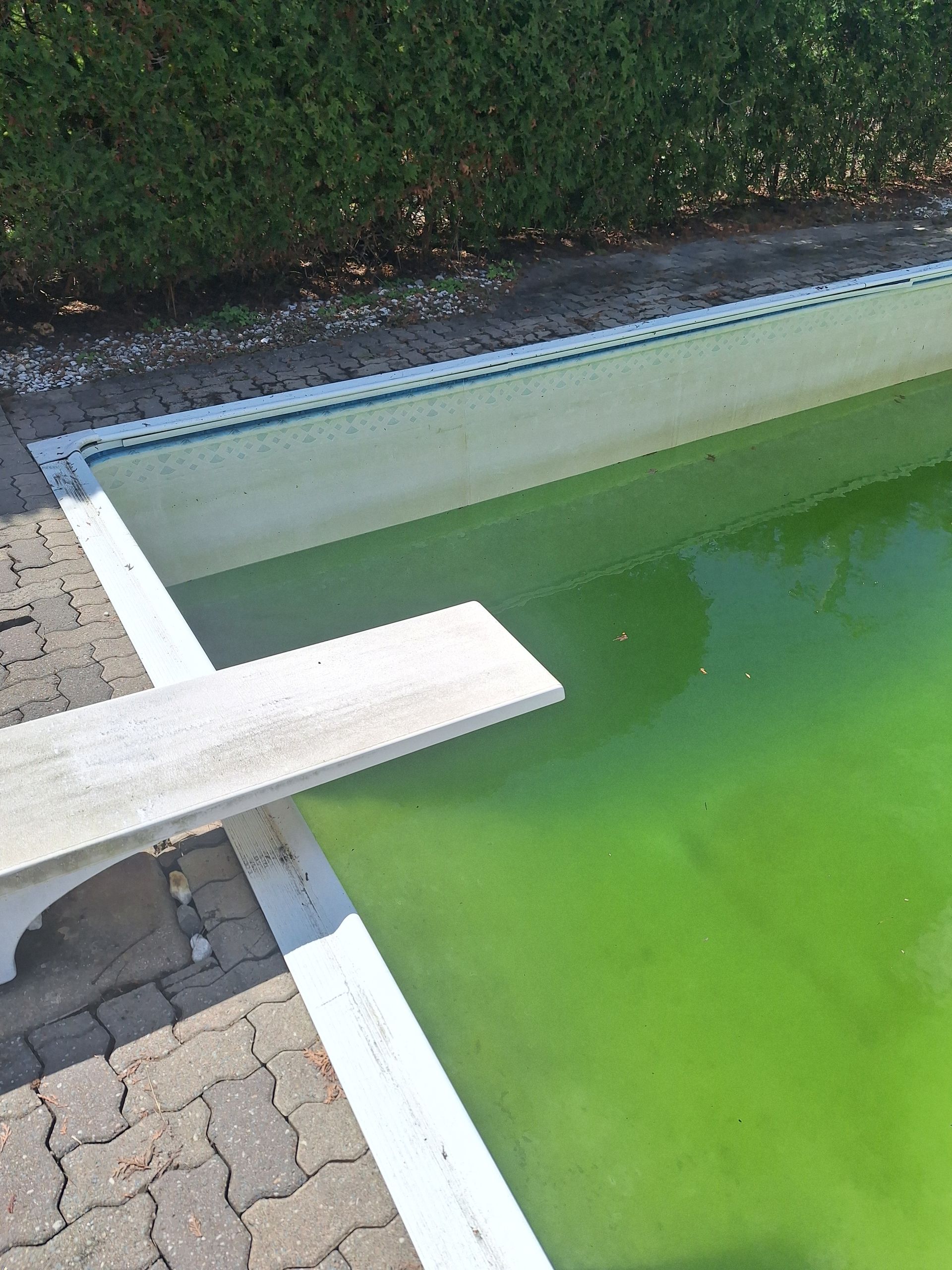 Un plongeoir surplombe une piscine remplie d'eau trouble et verdâtre.