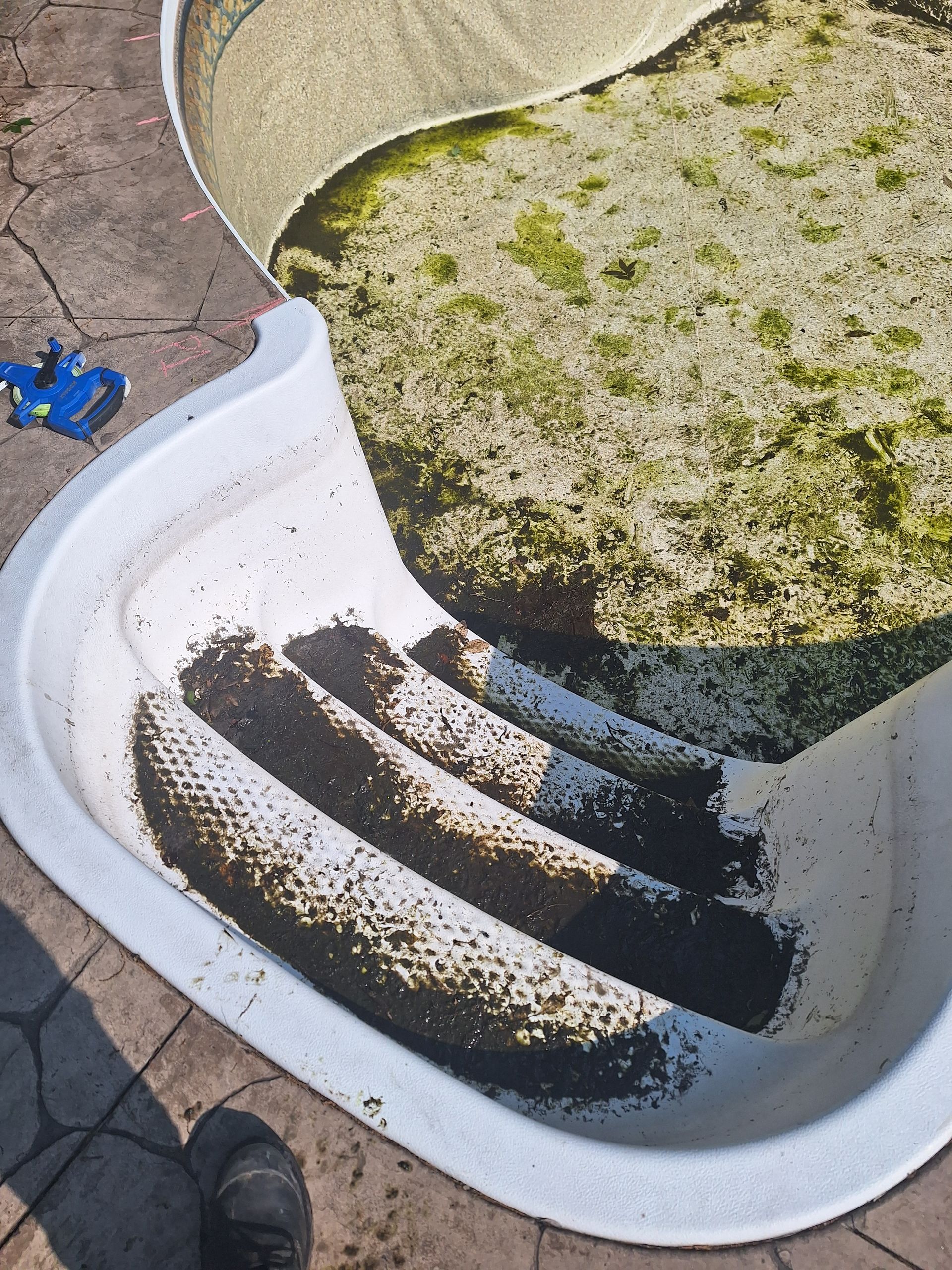 Vue en plongée d'une piscine sale et négligée, dont les marches et le fond sont recouverts d'algues sombres et de débris.