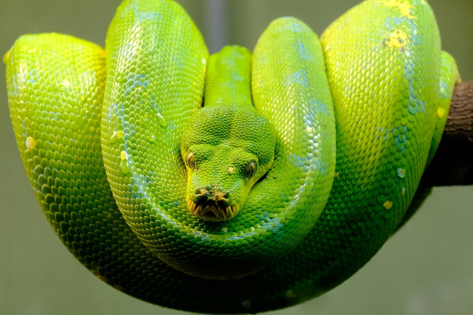 Reptile