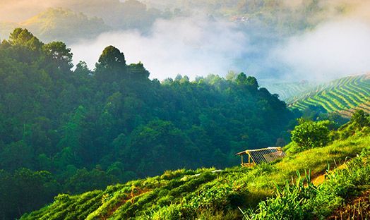 Genera Thailand