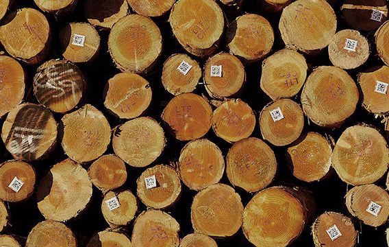 Stack of Logs
