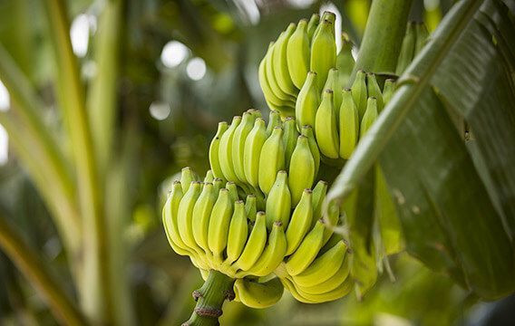 Genera Produce