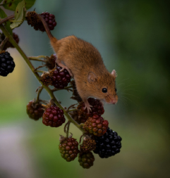 Genus Pest Management