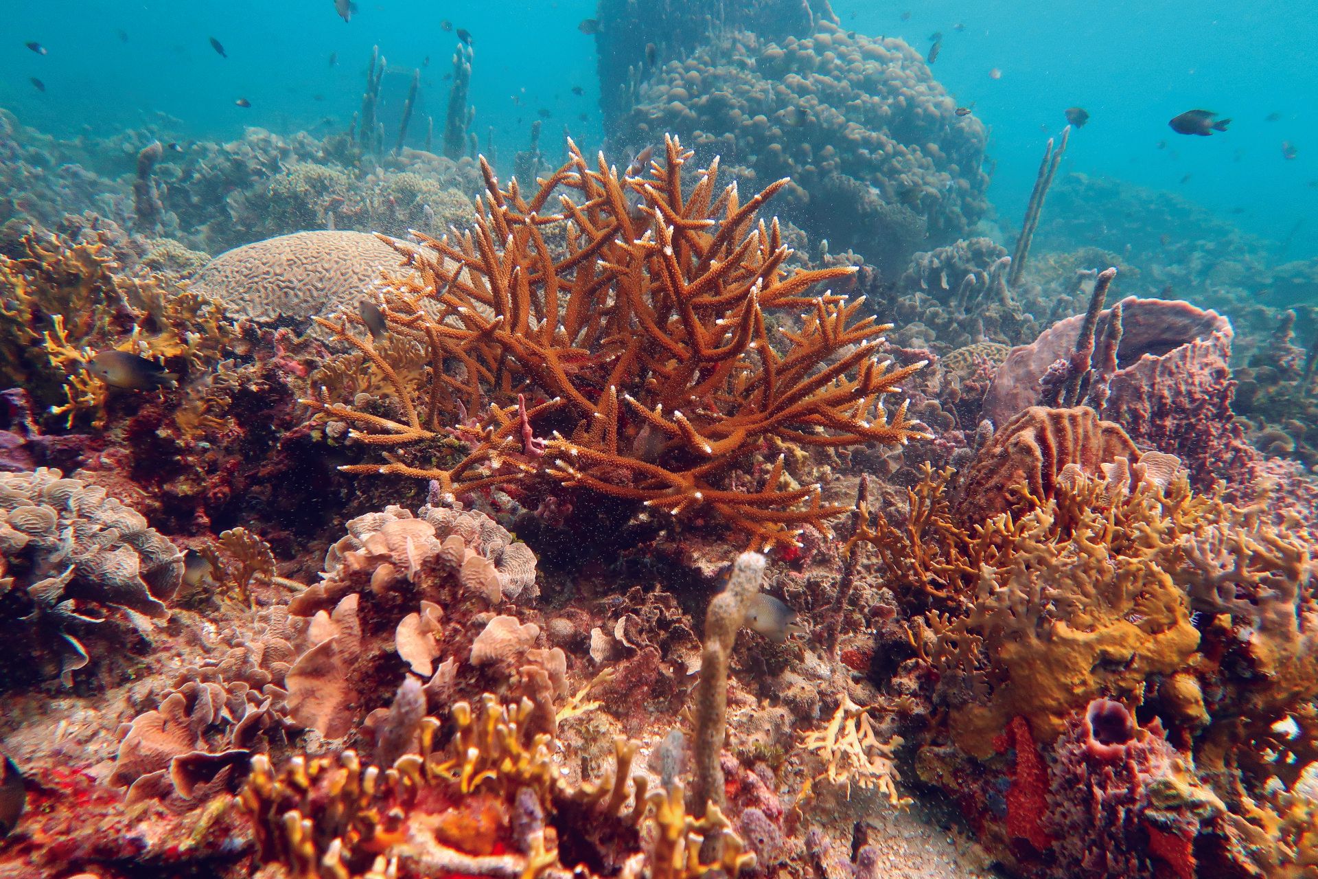 Aguas caribeñas de Isla Barú llenas de vida marina con corales y peces tropicales