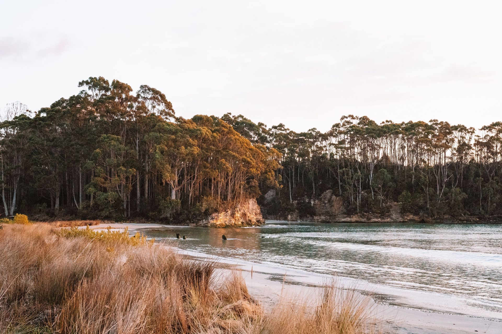 A beach with trees in the background and a body of water in the foreground.