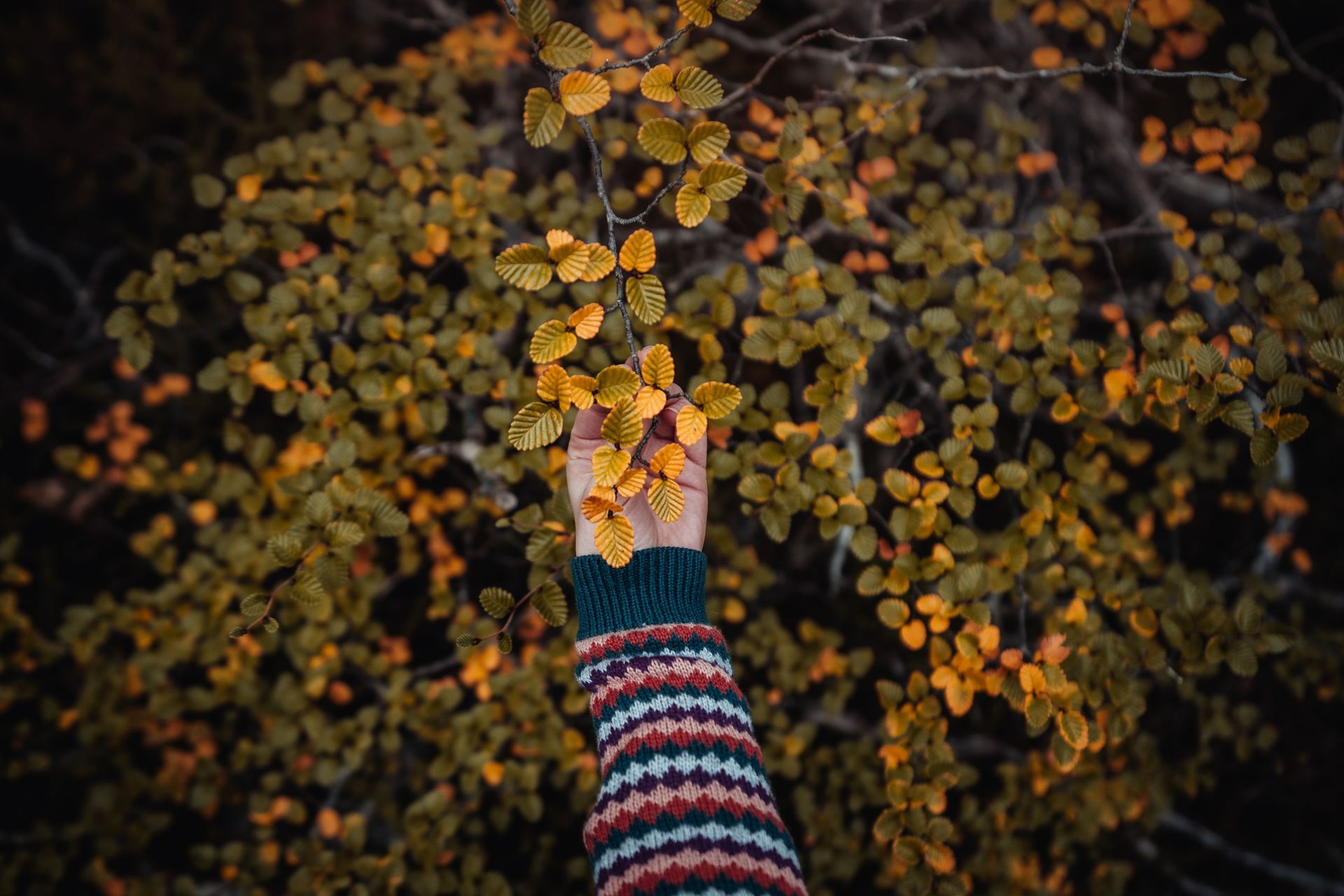 A person is reaching up to pick leaves from a tree.