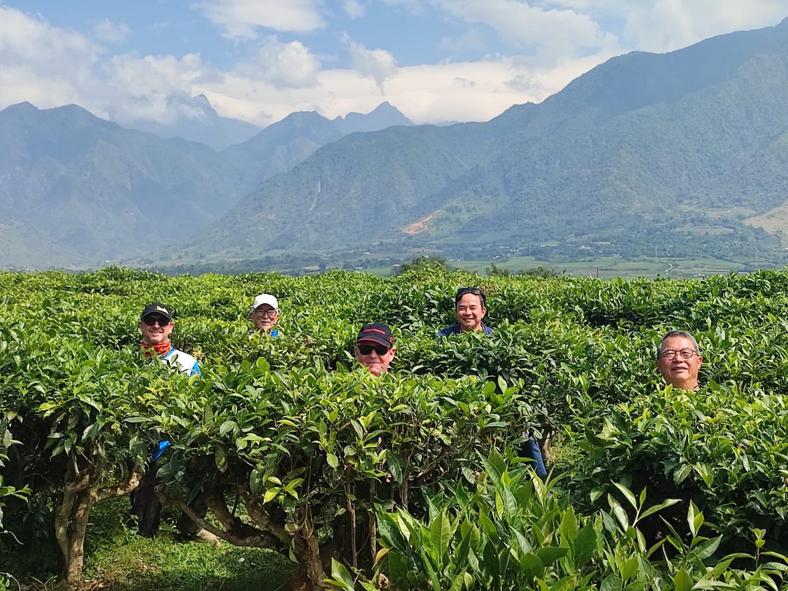 Bike Tour Asia tealeaves plantation