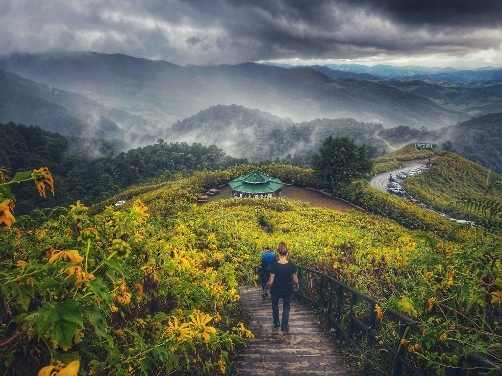 Bua Tong Bloom at Doi Mae U-Kho