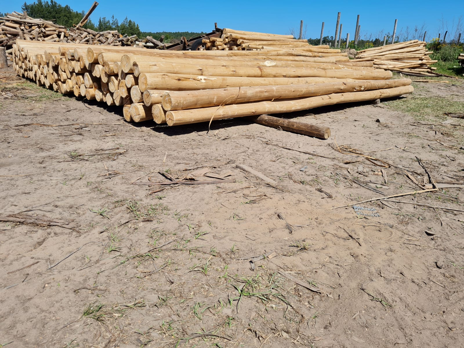 mascoforestal