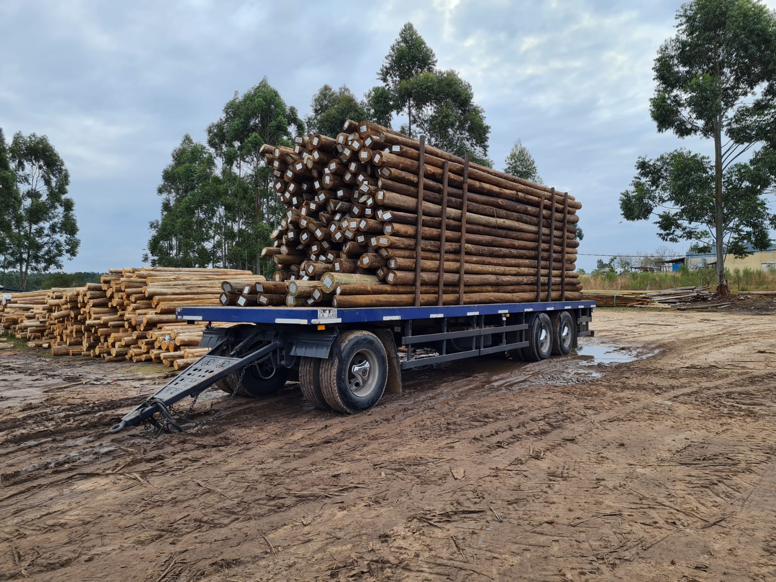 mascoforestal