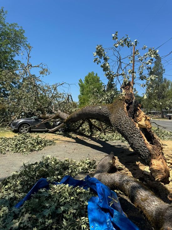 Tree Removal Medford Oregon Grants Pass Oregon