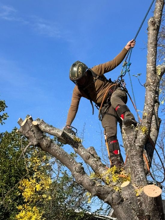 Tree Removal Medford Oregon Grants Pass Oregon