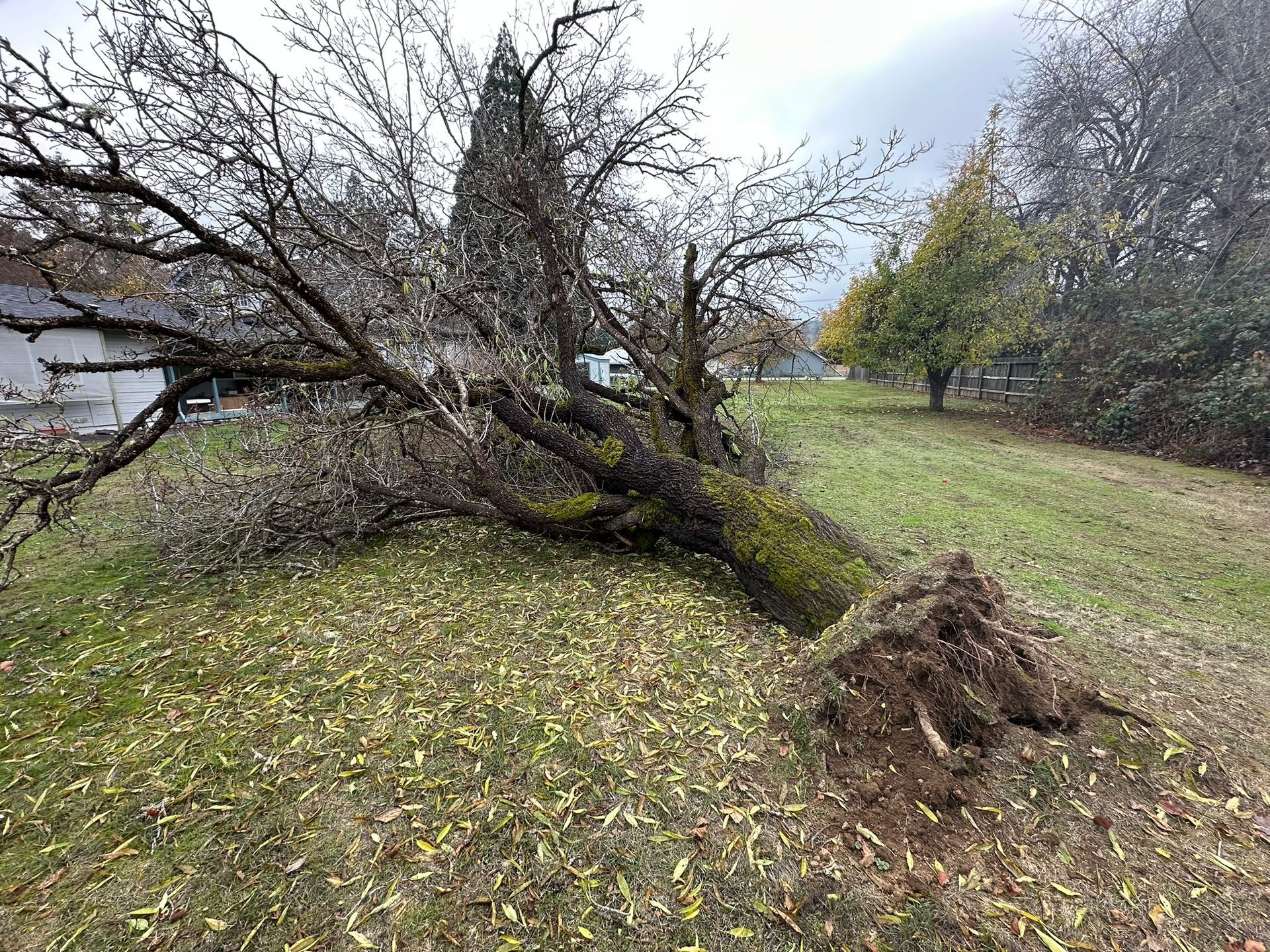 Emergency Tree Service Medford Oregon Grants Pass Oregon