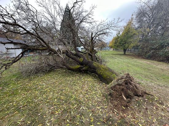 Emergency Tree Service Medford Oregon Grants Pass Oregon