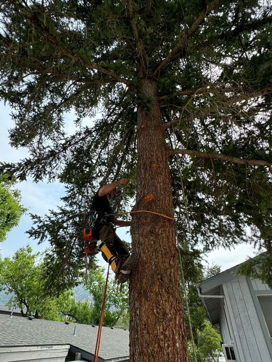Tree Removal Medford Oregon Grants Pass Oregon