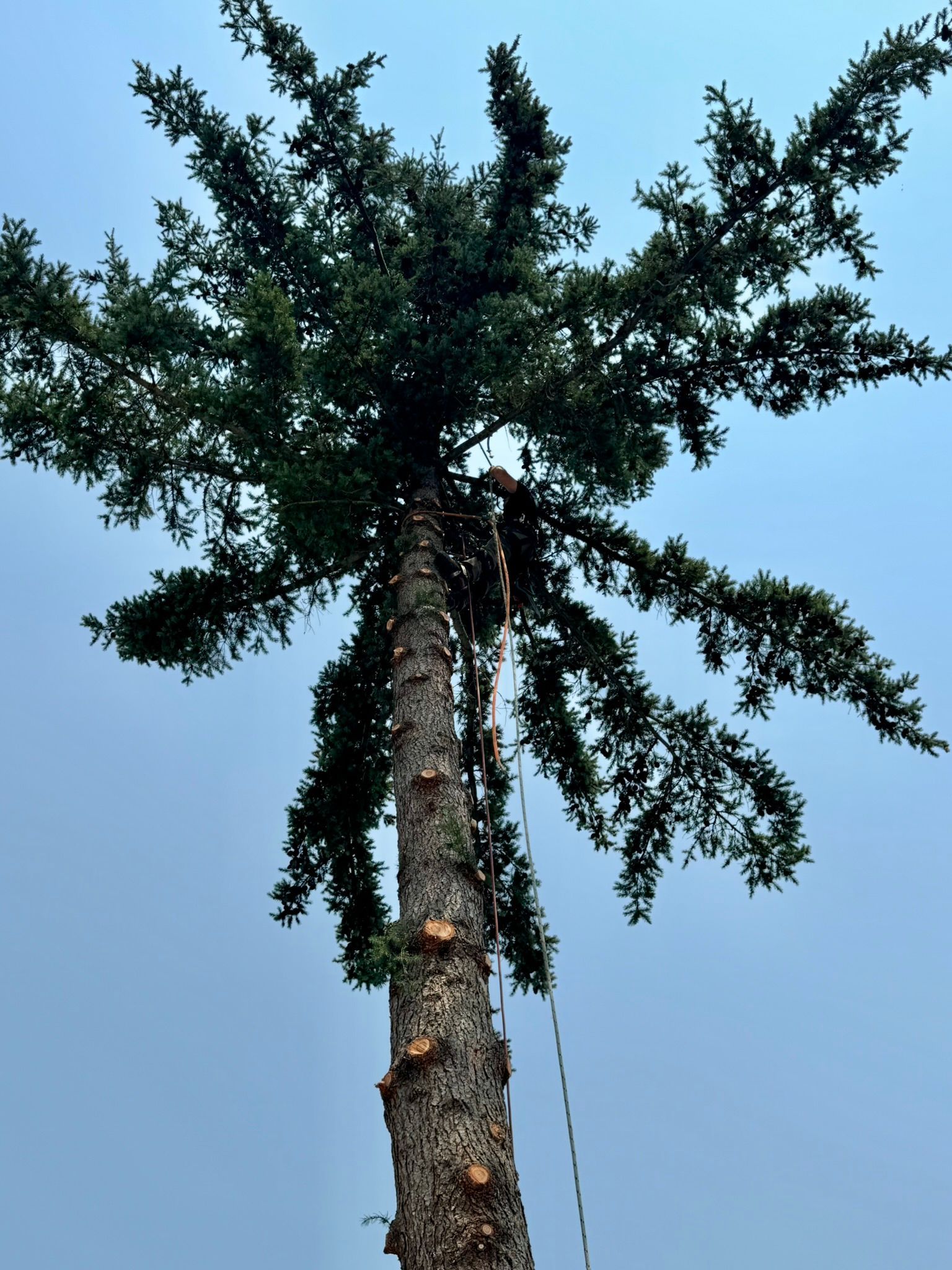 Tree Trimming Service Medford Oregon Grants Pass Oregon