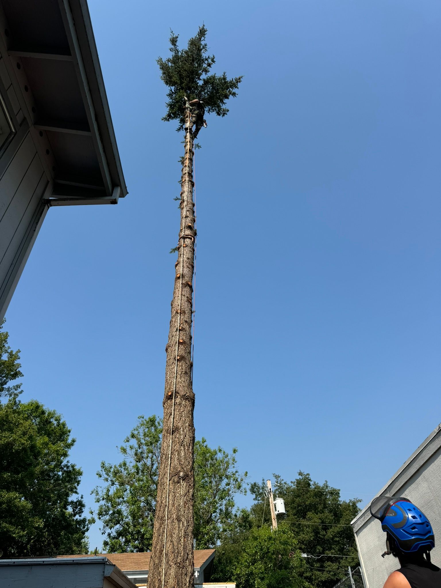 Tree Trimming Medford Oregon Grants Pass Oregon