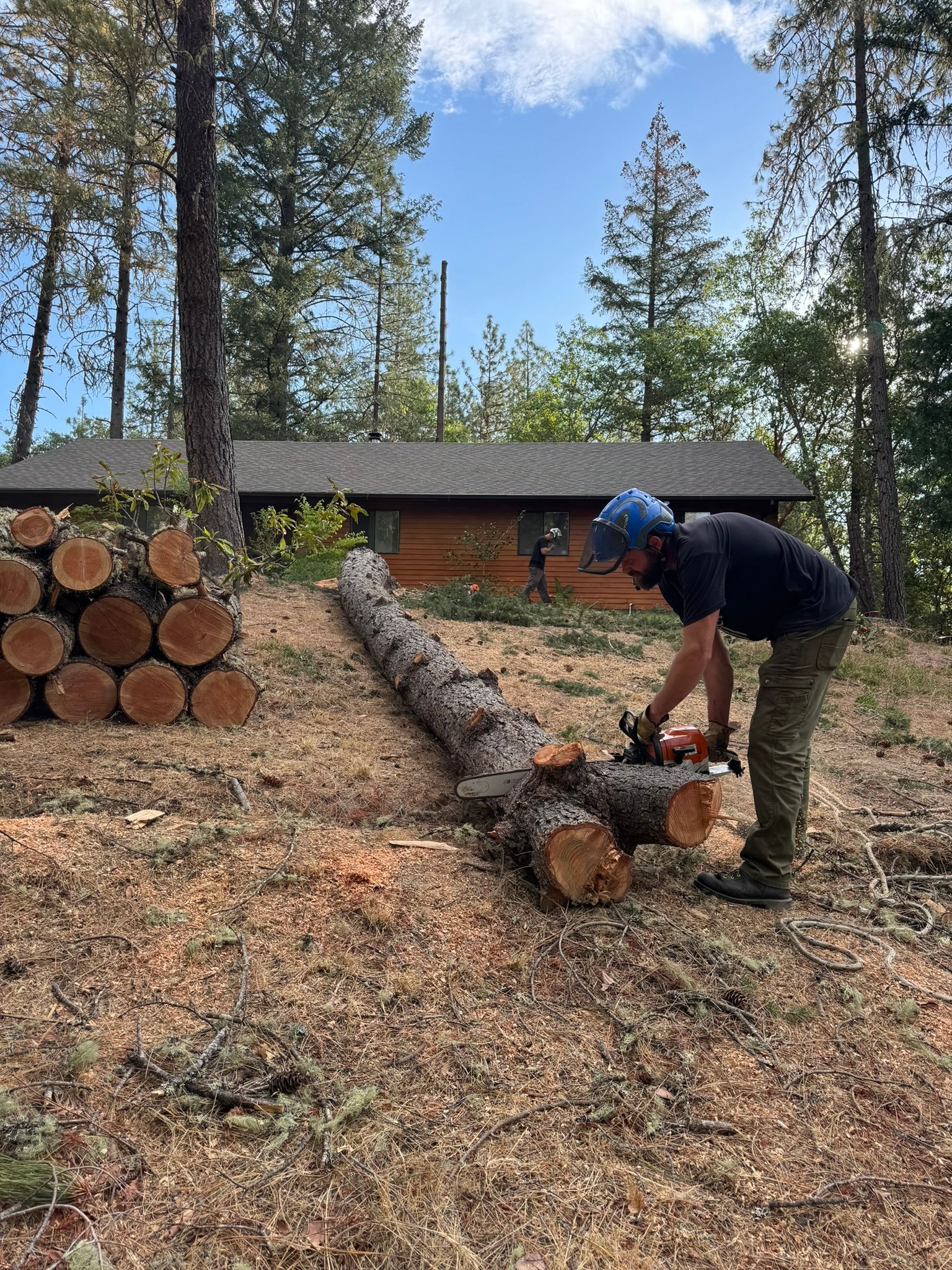 Tree Felling Medford oregon grants pass oregon
