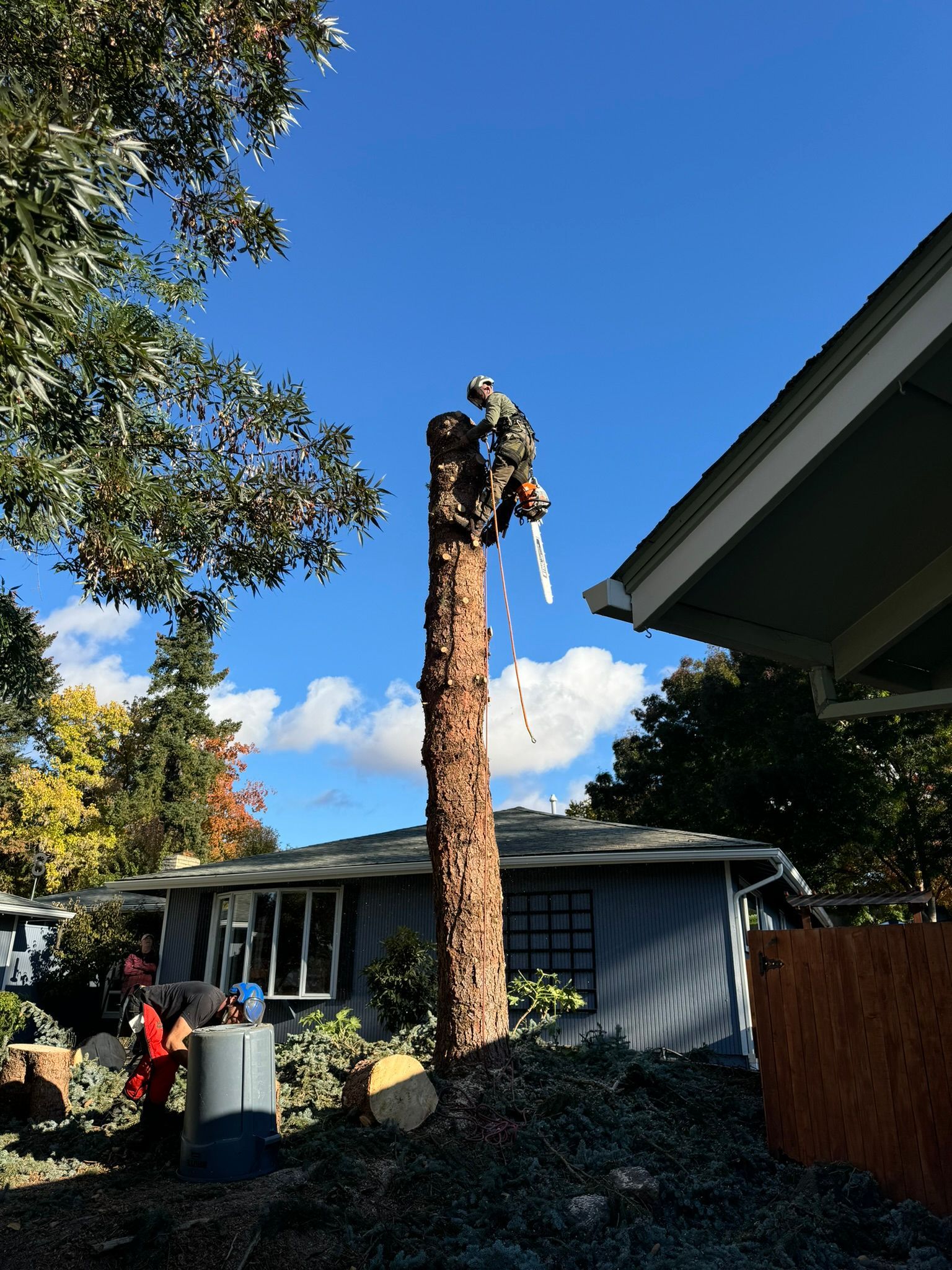 Tree Removal Medford oregon grants pass oregon