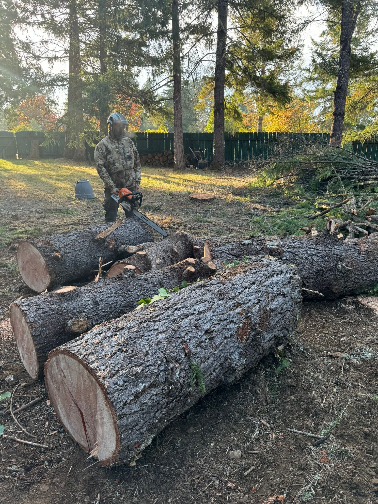 Tree Felling Service Medford oregon grants pass oregon