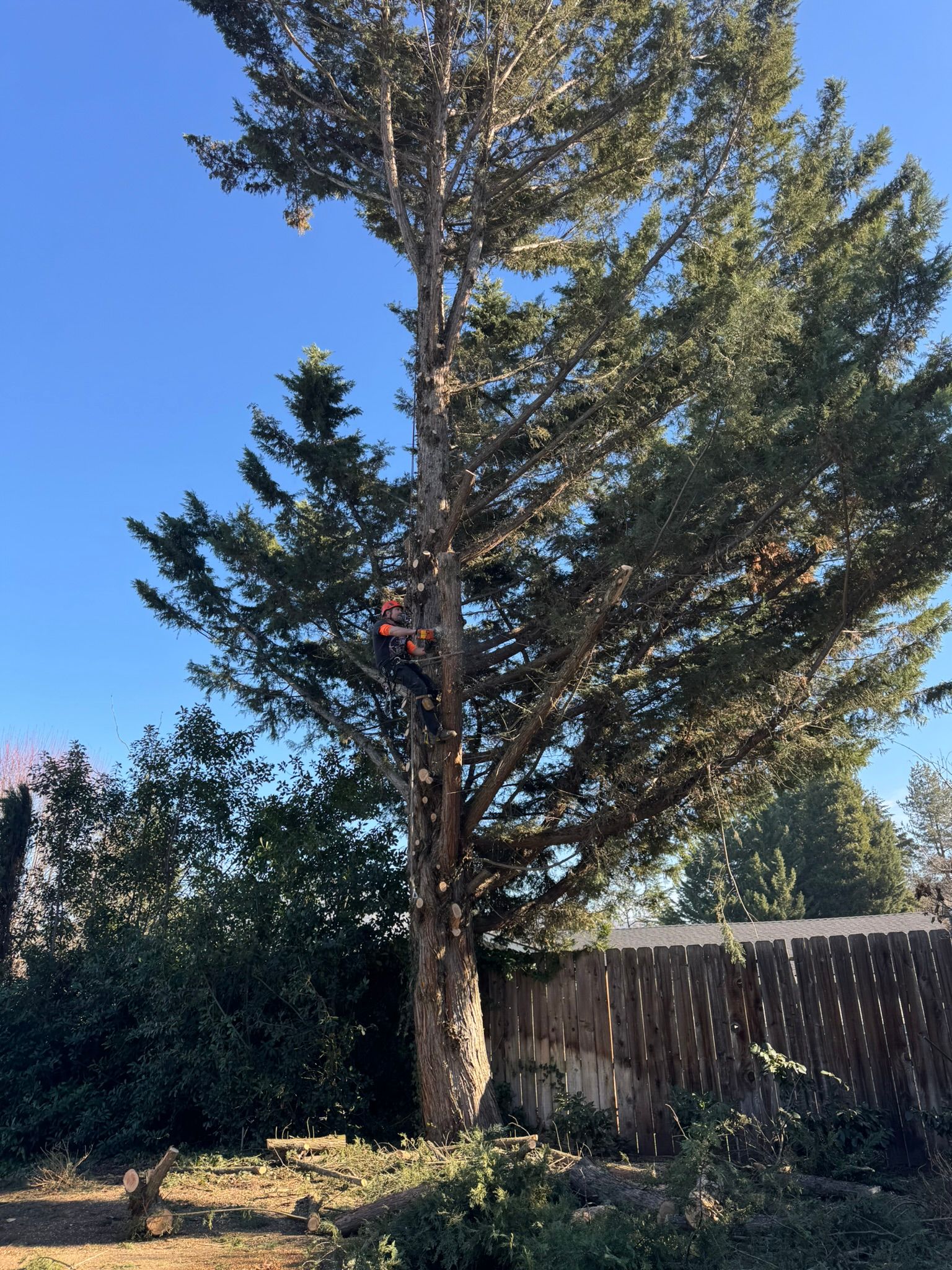 Tree Pruning Medford Oregon Grants Pass Oregon