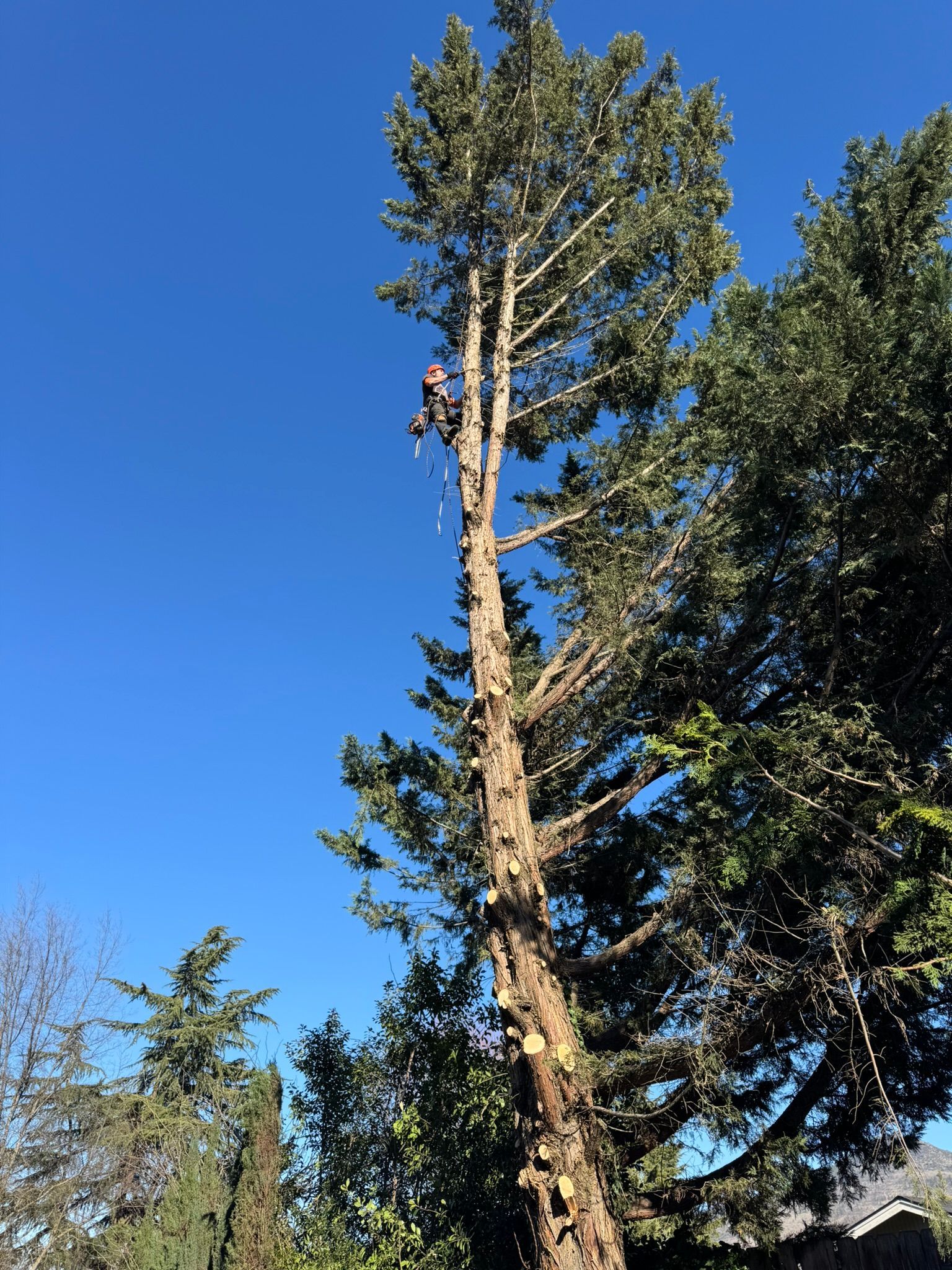Tree Trimming Medford Oregon Grants Pass Oregon