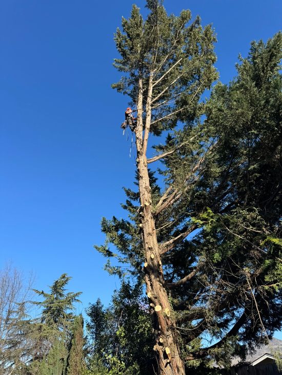 Tree Trimming Medford Oregon Grants Pass Oregon