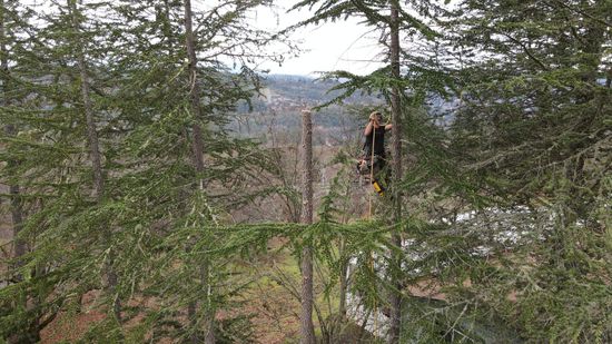 Tree Removal Medford Oregon Grants Pass Oregon