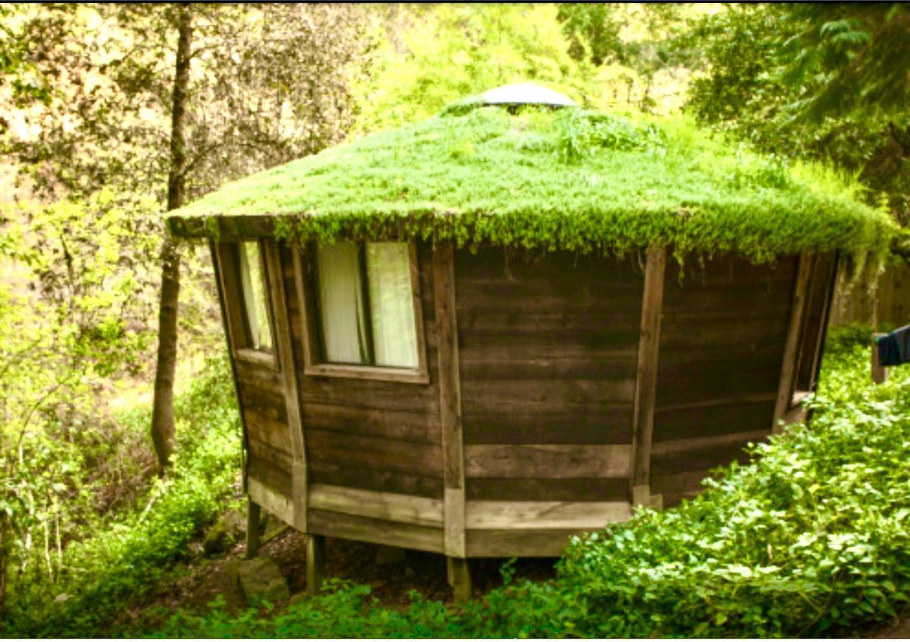 Small wooden cabin with a mossy green roof nestled among trees and dense greenery