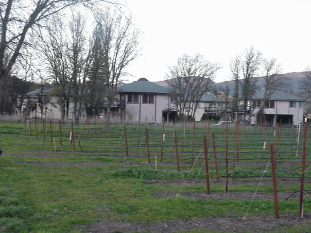 Bare vineyard rows in a grassy field with leafless trees and houses in the background