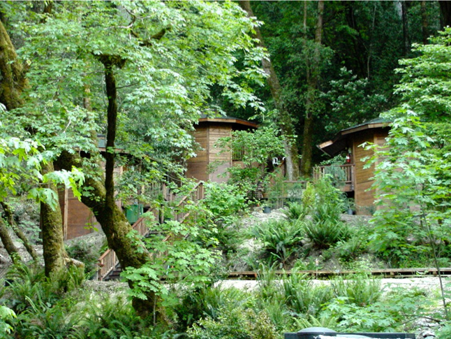 Wooded garden path with lush green plants and small brick structures among trees