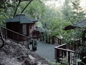 Wooded gravel path with a small cabin and wooden railings in a misty forest