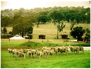 Flock of sheep grazing in a green pasture with trees and small huts in the background
