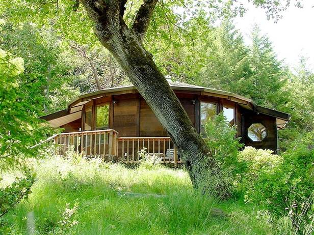 Wooden cabin nestled in lush green forest with a large tree in the foreground