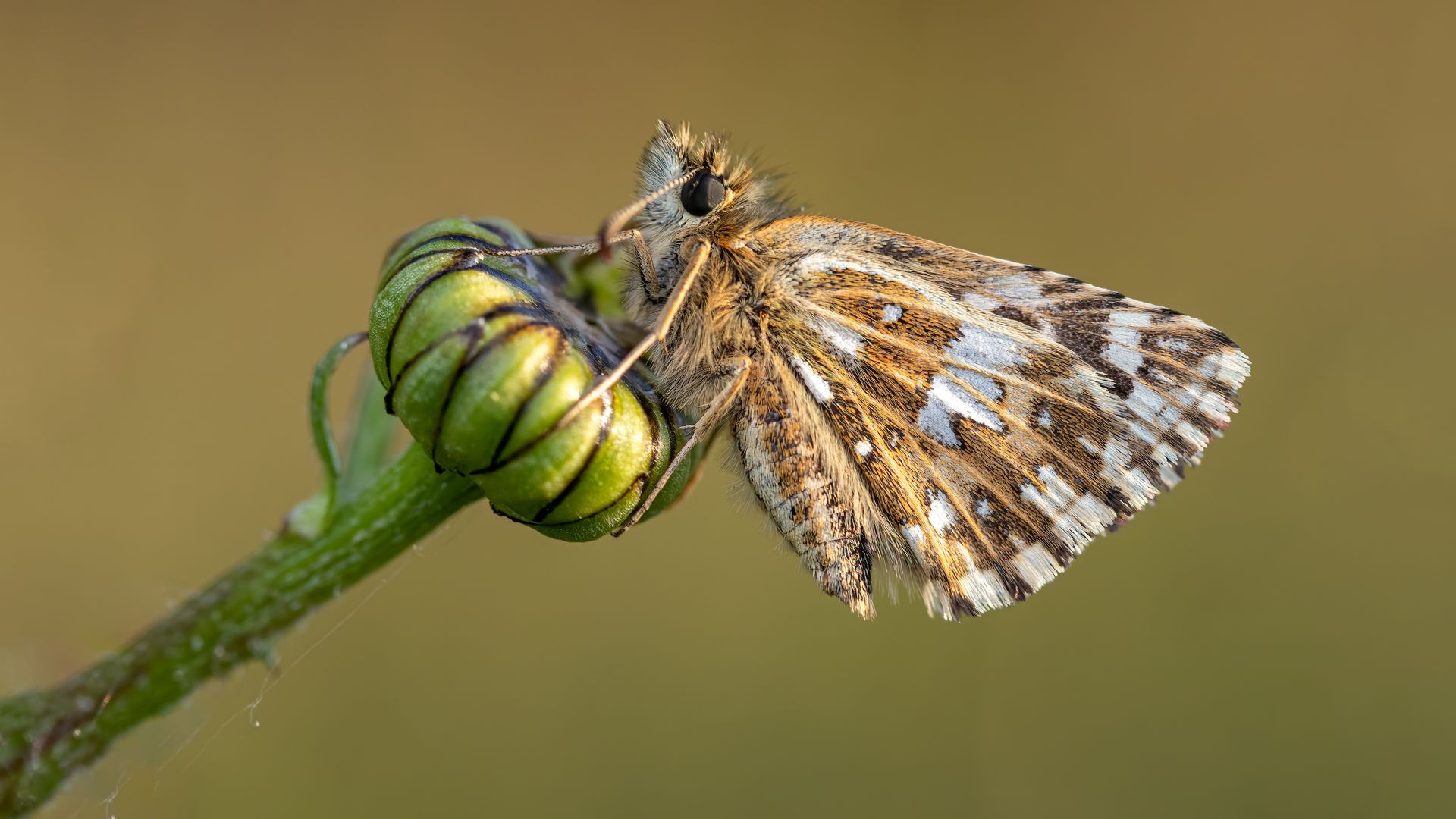 Polilla de Darwin, Crecimiento empresarial