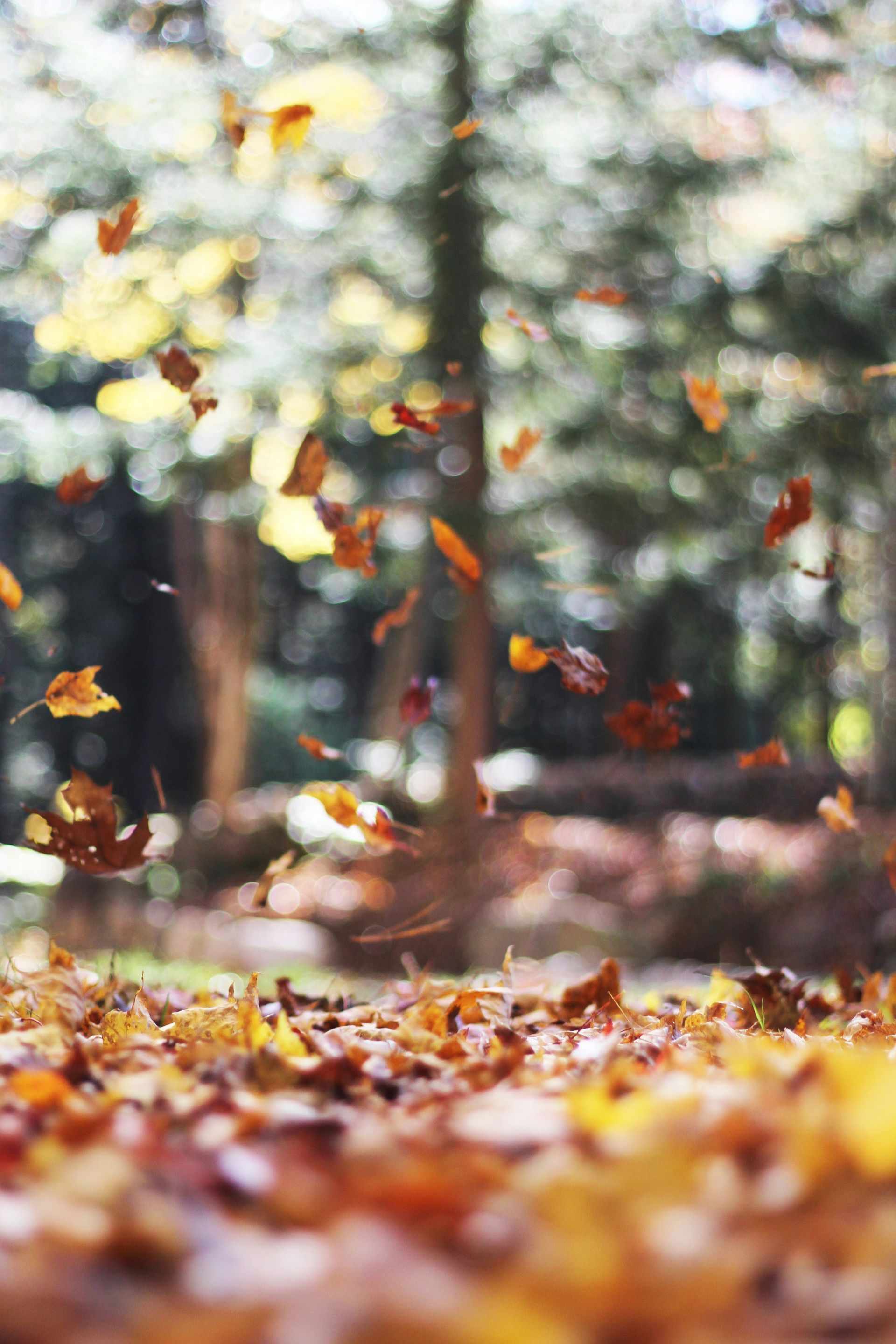 Falling autumn leaves in a forest, ground covered in leaves, trees in the blurred background.