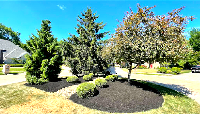 Landscaped front yard with evergreen and deciduous trees, mulched bed, and shrubs under a bright blue sky.