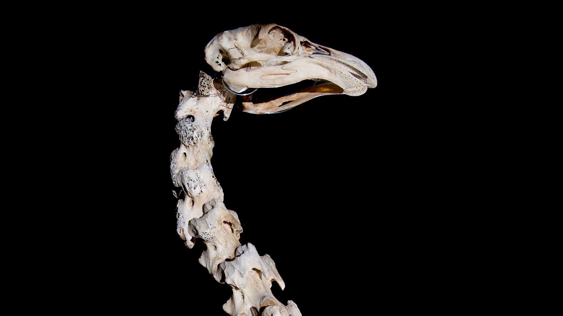 Bird skeleton in profile, neck arched, head with prominent beak, against a black background.