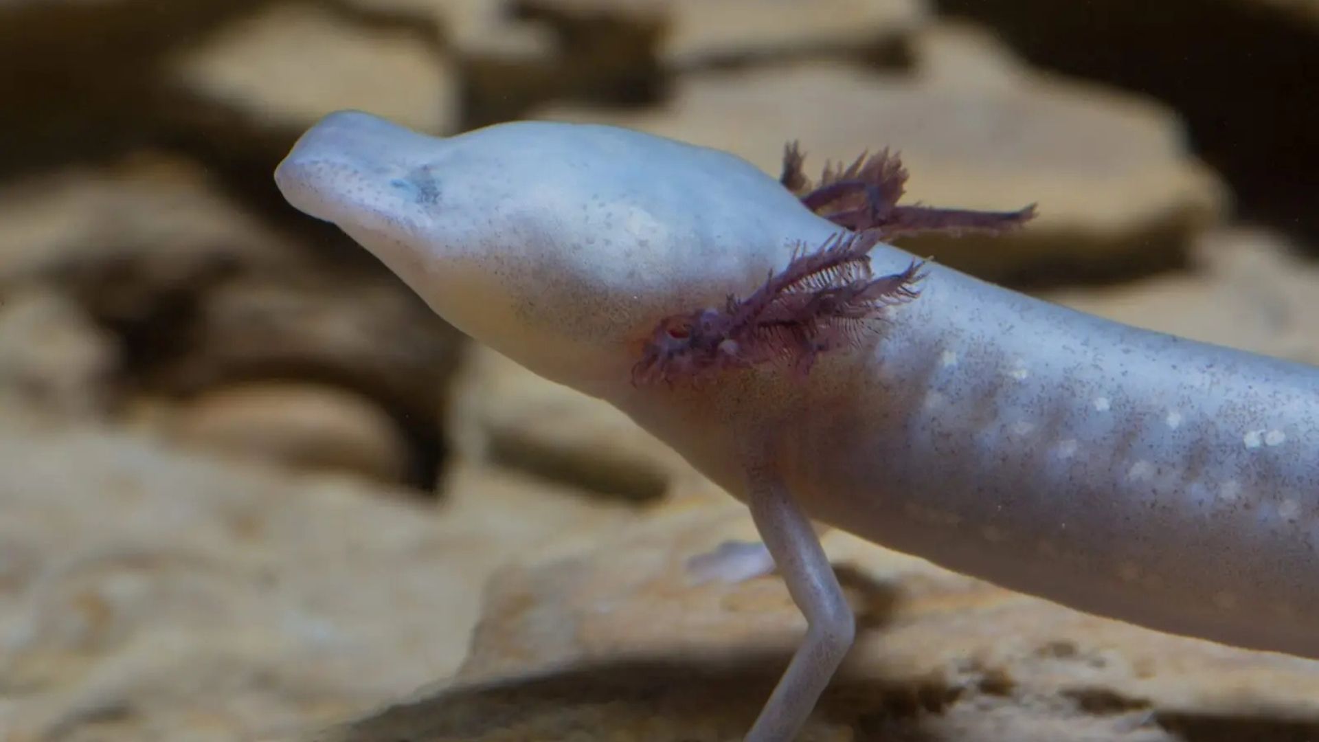 Pale, slender olm with feathery gills, small eyes, and a flattened head, in an underwater setting.