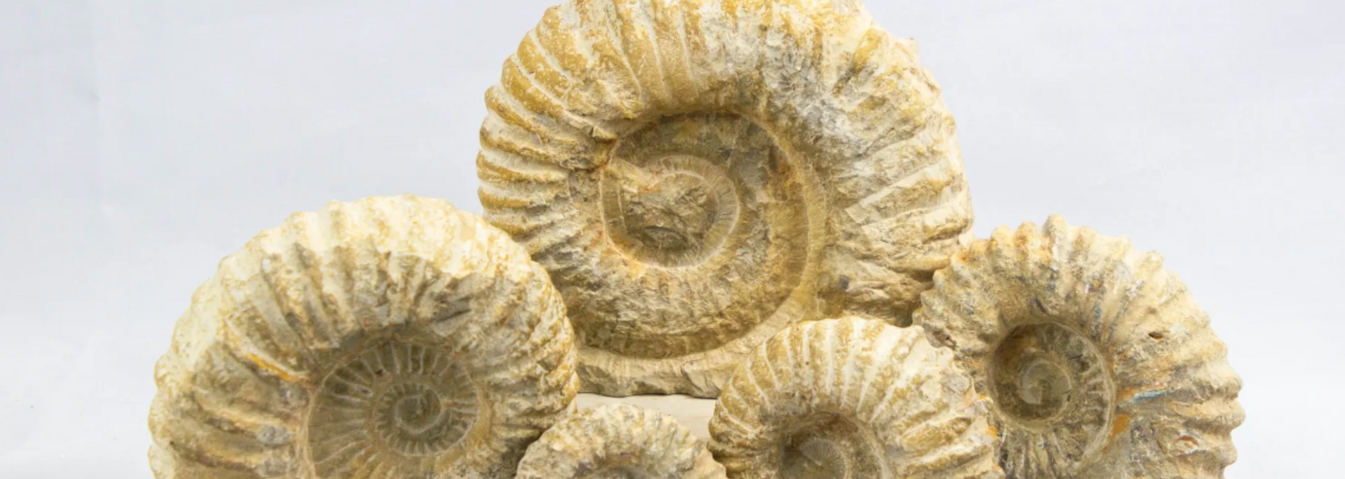 Close-up of several beige-colored ammonite fossils on a white background, showcasing their spiral shell patterns.