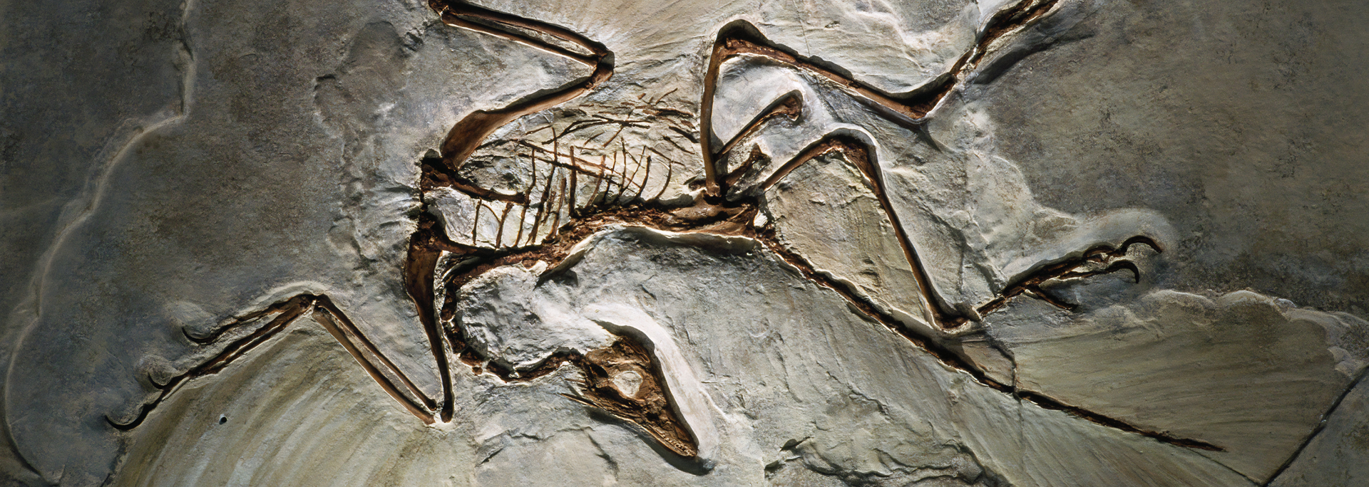 Picture of an Archaeopteryx fossil. 