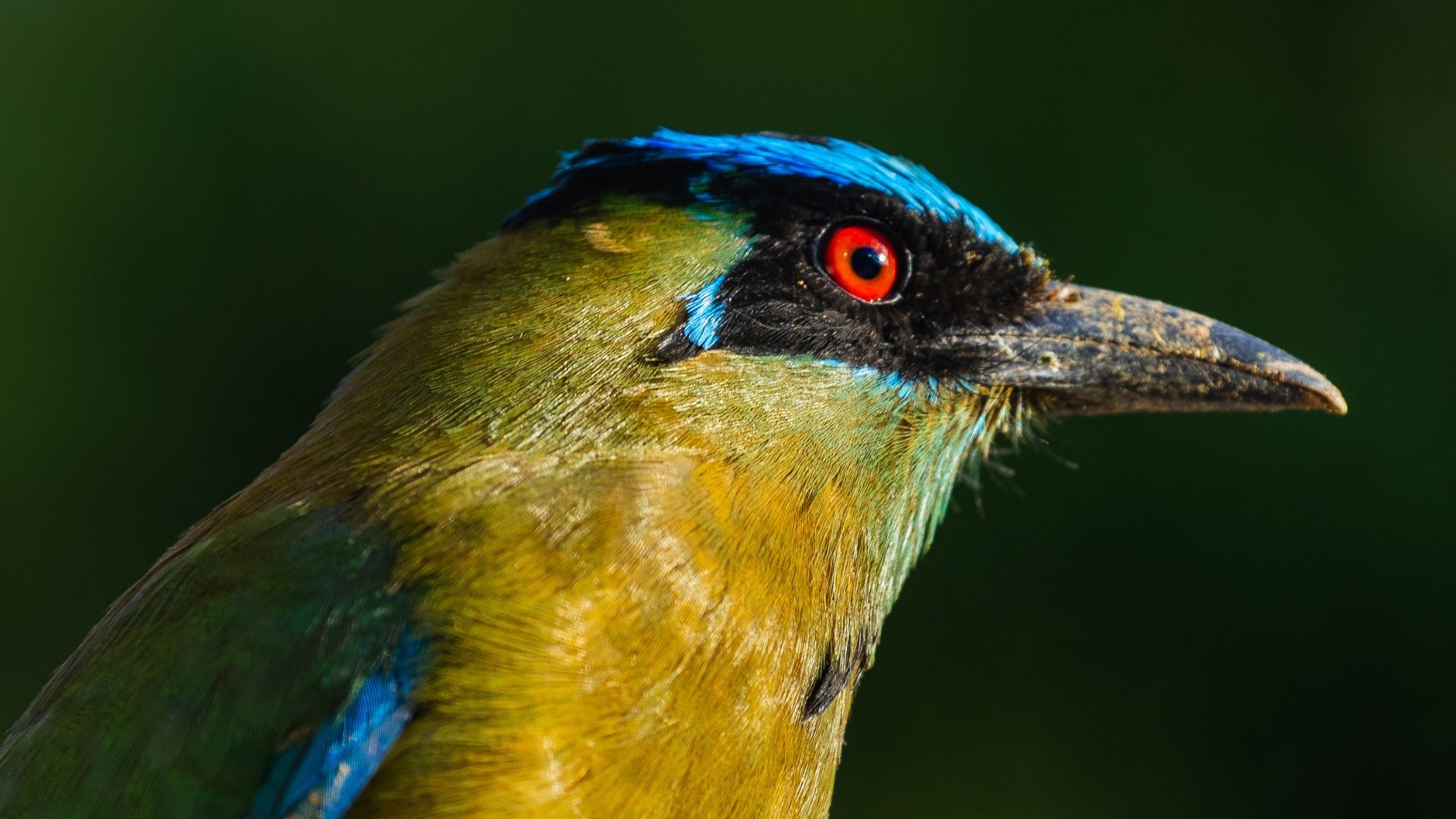 What you've heard is true: birds really are dinosaurs. Explore this fascinating evolutionary story with us.
