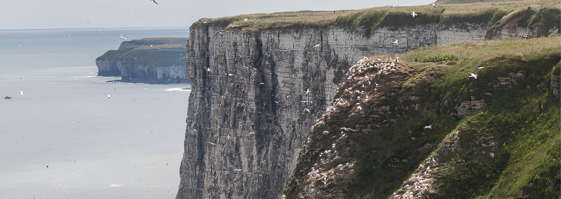 Picture of Bempton Cliffs. 
