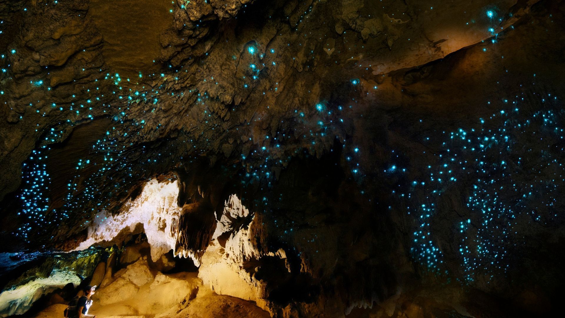 Glowworms illuminate a dark cave ceiling with countless blue-green lights.