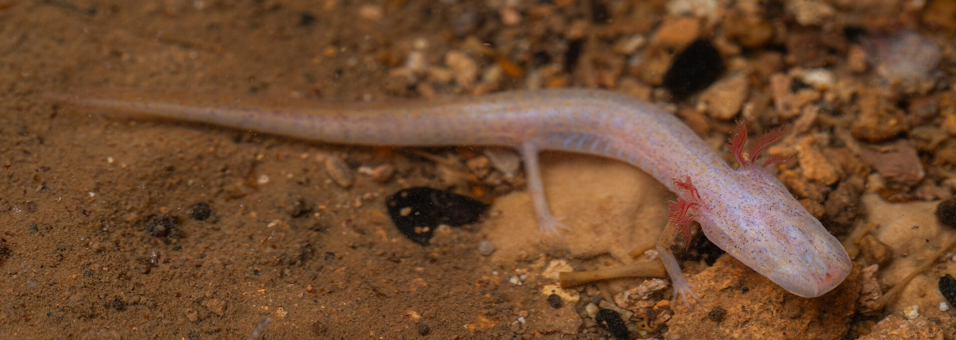 Picture of a Blind Salamander. 