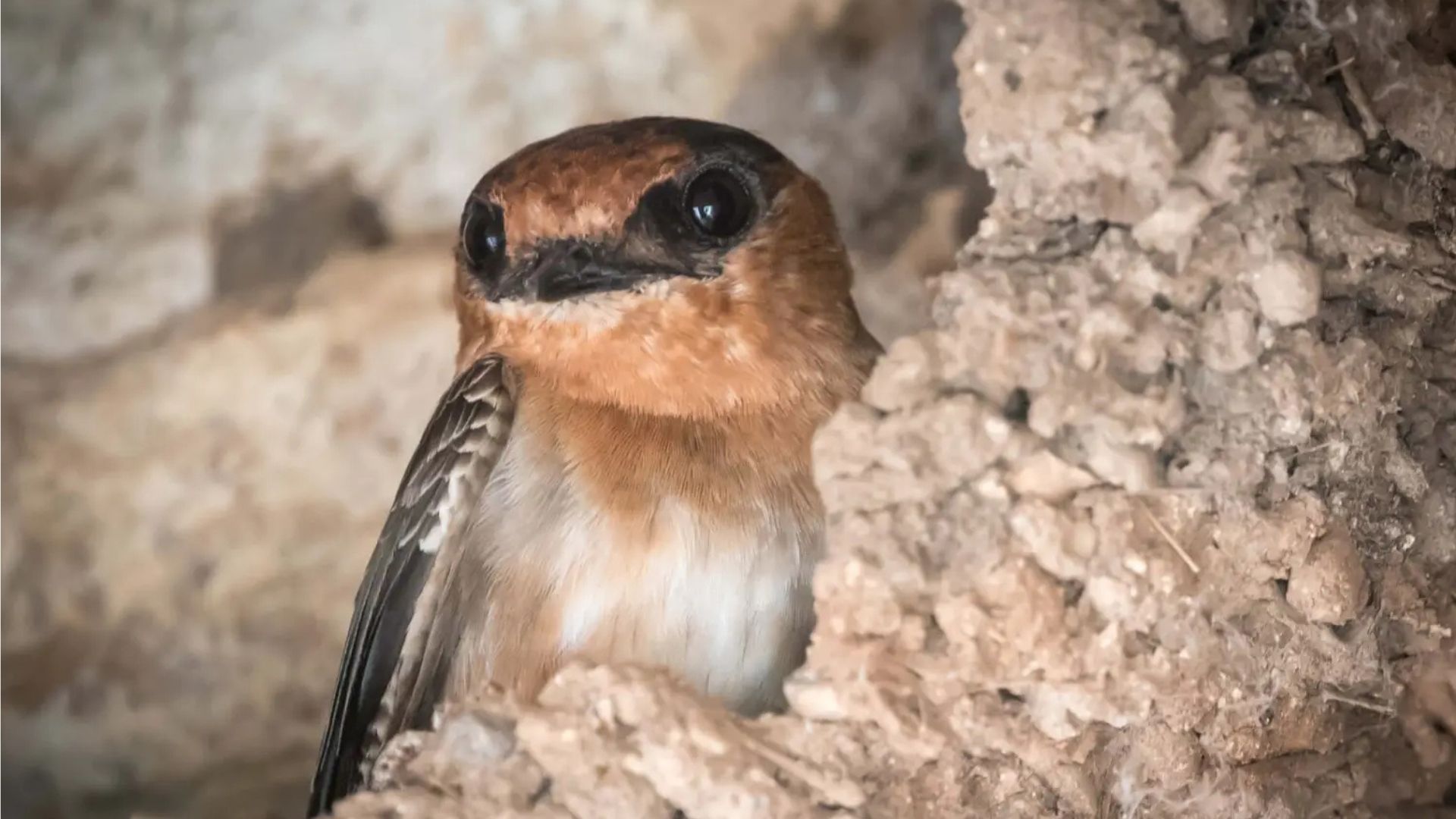 Brown and white bird peering from a mud nest.